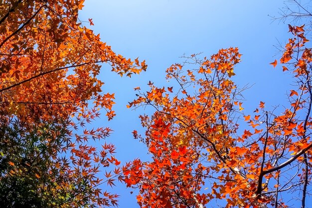 Jesienny krajobraz z drzew w ciepłych kolorach