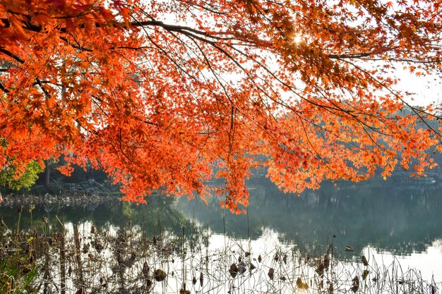 Jesienny krajobraz z drzewa i rzeki z odbicia
