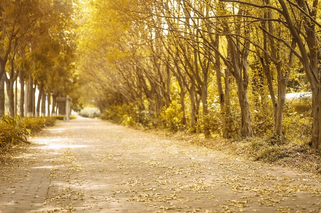 Jesienny krajobraz z suchych liści na chodniku