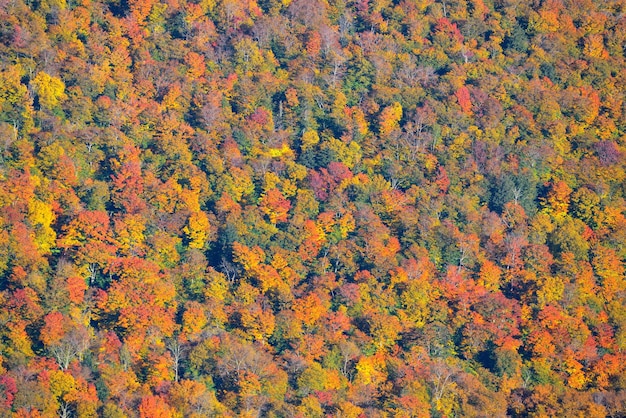 Jesienny las streszczenie tło z Stowe, Vermont