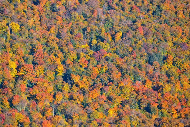 Jesienny las streszczenie tło z Stowe, Vermont