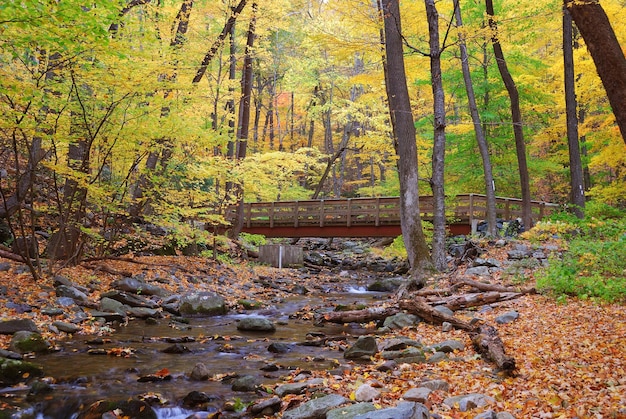 Jesienny las z drewnianym mostem