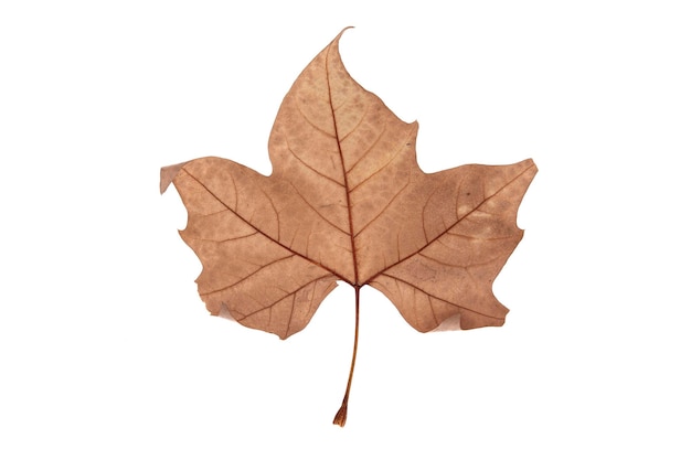Jesienny liść na przezroczystym tle makro