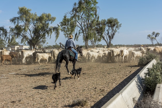 Jeździec na czele stada zwierząt na farmie w Australii