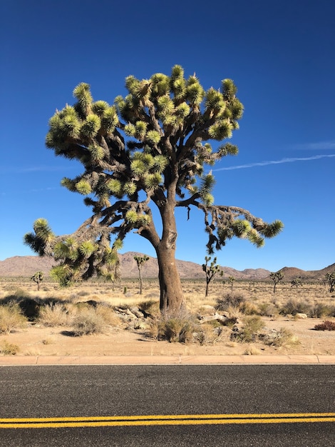 Bezpłatne zdjęcie joshua tree w parku narodowym joshua tree, usa