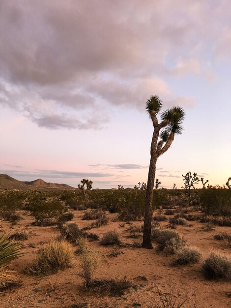 Joshua Tree w Parku Narodowym Joshua Tree, USA