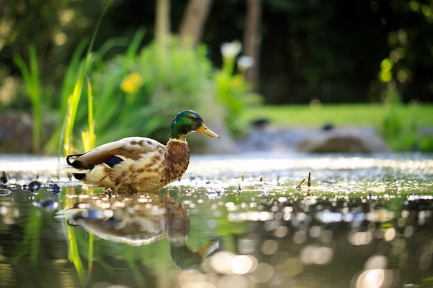 Bezpłatne zdjęcie kaczka krzyżówka pływanie w stawie w parku