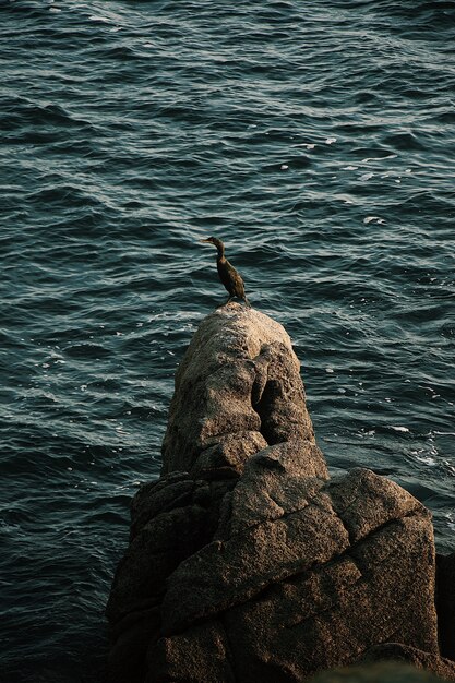 Kaczka stoi na skale na środku morza