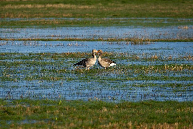 Kaczki stojące naprzeciw siebie na trawiastym polu przesiąkniętym wodą