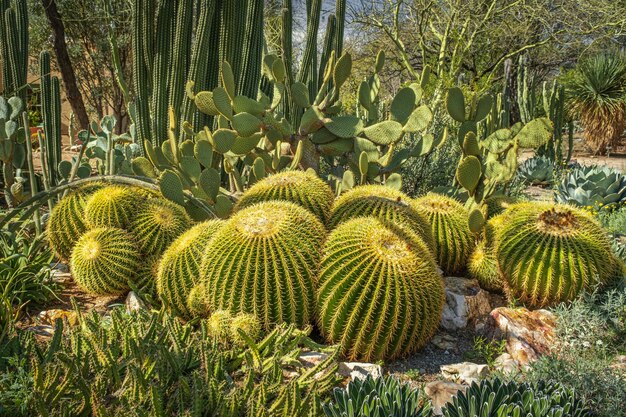 Kaktus beczkowy