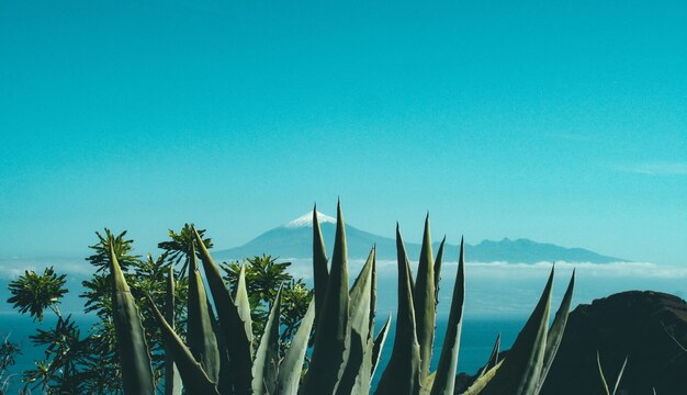 Kaktus i rośliny na klifie w pobliżu skały i góry z zaśnieżonym szczytem w oddali