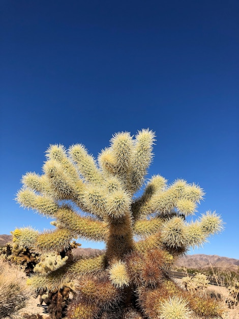 Kaktus na suchej glebie Parku Narodowego Joshua Tree w USA