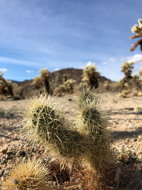 Kaktus na suchej glebie Parku Narodowego Joshua Tree w USA