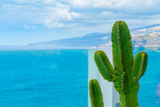 Kaktus rosnący na balkonie za szklaną balustradą nad oceanem. Morze z małymi falami w tle