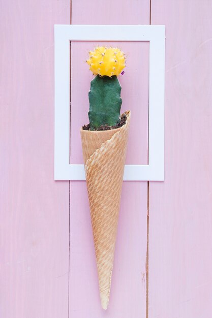 Bezpłatne zdjęcie kaktus w stożek na ramie