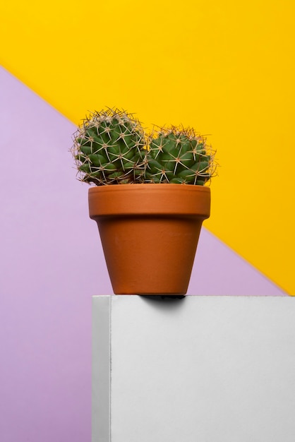 Kaktusowa roślina w studio martwej natury