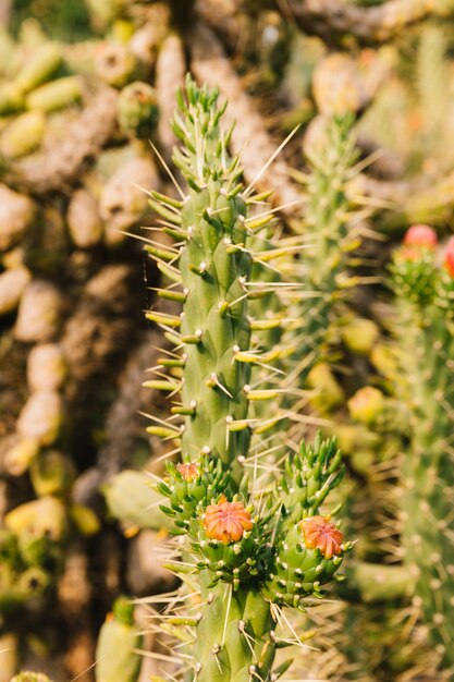 Kaktusowa roślina z czerwonym kwiatem