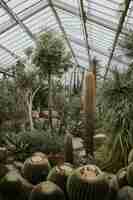 Bezpłatne zdjęcie kaktusowe ziarno filmowe w szklarni retro, w kew garden, londyn