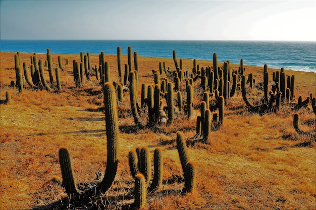 Bezpłatne zdjęcie kaktusy blisko plaży