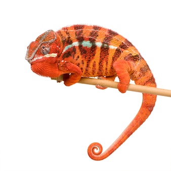 Kameleon furcifer pardalis - ambilobein przód na bielu odizolowywającym