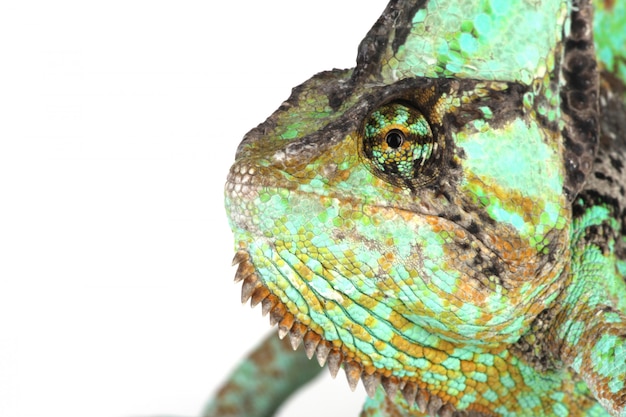 Bezpłatne zdjęcie kameleon głowa z bliska