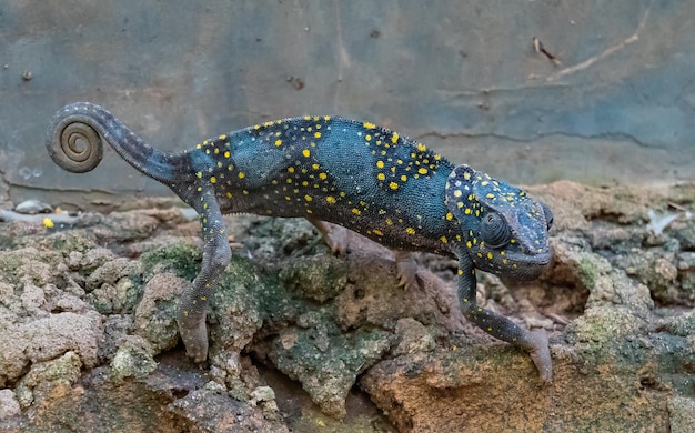 Bezpłatne zdjęcie kameleon na skałach. kameleo na zanzibarze.