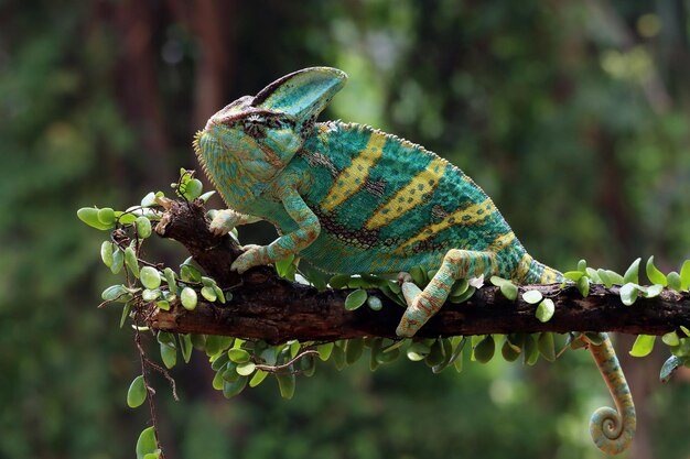 Kameleon w zawoalowanym, gotowy do złapania zdobyczy Kameleon w zawoalowanym chodzeniu po gałęzi zbliżenie głowy zwierzęcia