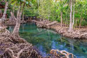 Bezpłatne zdjęcie kanał namorzynowy i krystalicznie czysta woda na mokradłach tha pom klong song nam krabi tajlandia