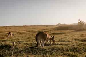 Bezpłatne zdjęcie kangur jedzący trawę