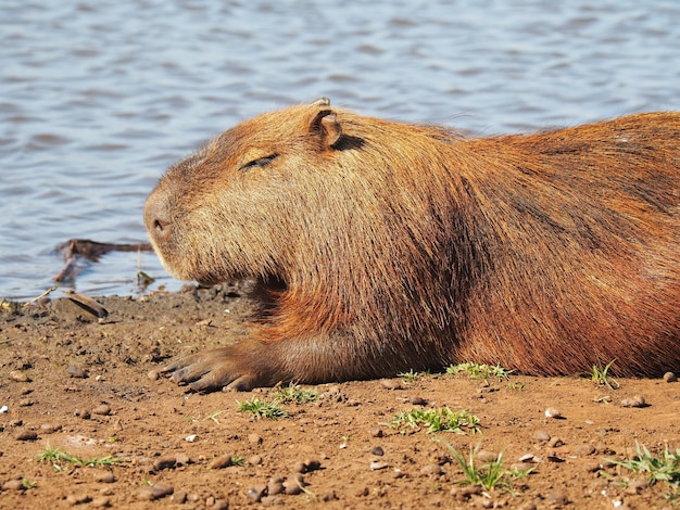 Kapibara siedzi nad jeziorem w ciągu dnia