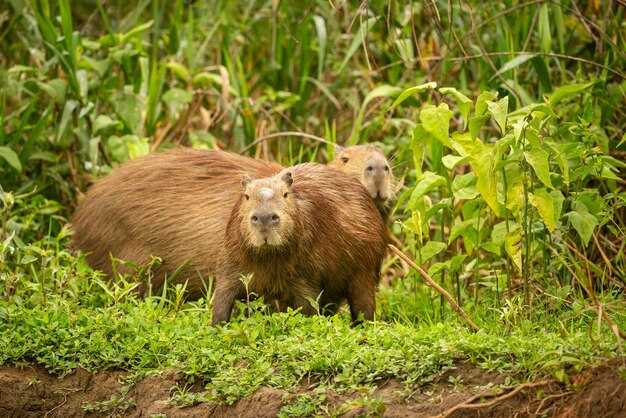 Kapibara w naturalnym środowisku pantanalu północnego Największe gryzonie dzikie ameryka południowoamerykańska dzika przyroda piękno przyrody