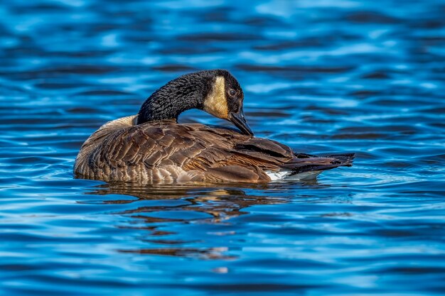 Kąpiel gęsi kanadyjskiej (Branta canadensis