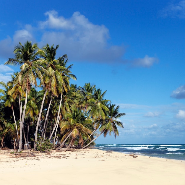 Karaibska plaża z palmami i niebieskim niebem