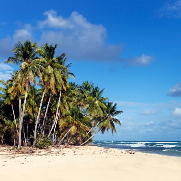 Karaibska plaża z palmami i niebieskim niebem