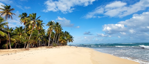 Karaibska plaża z palmami i niebieskim niebem