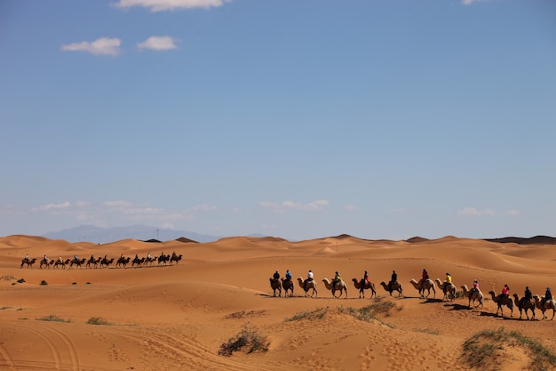 Karawana wielbłądów na pustyni w Xinjiang w Chinach