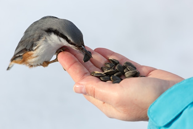 Karmienie głodnych ptaków zimą. kowalik wyjmuje z ręki nasiona słonecznika. sitta europaea
