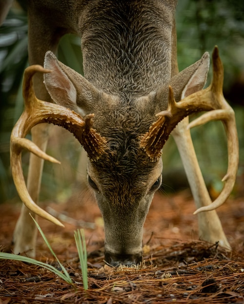 Bezpłatne zdjęcie karmienie jeleni w lesie