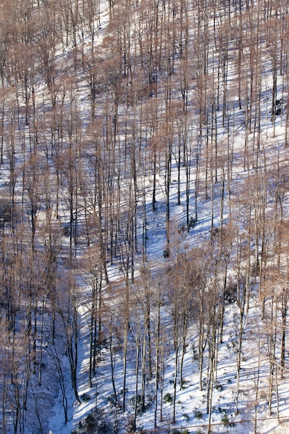 Bezpłatne zdjęcie kąt pionowy wysoki strzał nagich drzew medvednica w zagrzebiu, chorwacja zimą