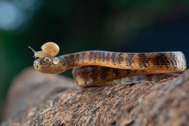 Keeled Slug Snake Pareas carinatus widok z przodu Keeled Slug Snake zbliżenie głowy