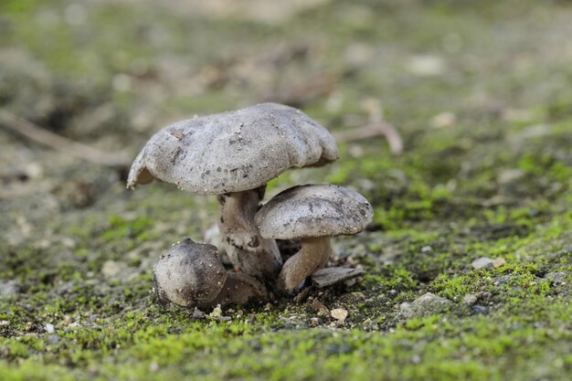 Kępka trzech grzybów Lyophyllum littorina