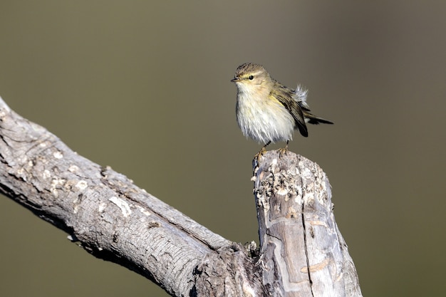 Bezpłatne zdjęcie kieliszek przeznaczone do walki radioelektronicznej wspólnego chiffchaff, phylloscopus collybita siedzący na gałęzi