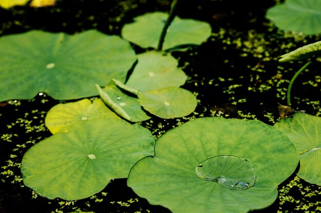Kierowa kształt wody kropla na zieleni powierzchni lotosowy liść