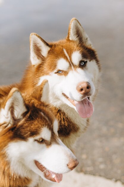 kilka psów husky brązowawo biały z niebieskimi oczami