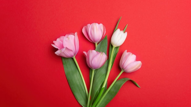 Kilka różowych tulipanów na czerwonym tle