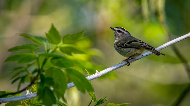 Kinglet o złotej koronie, Regulus satrapa