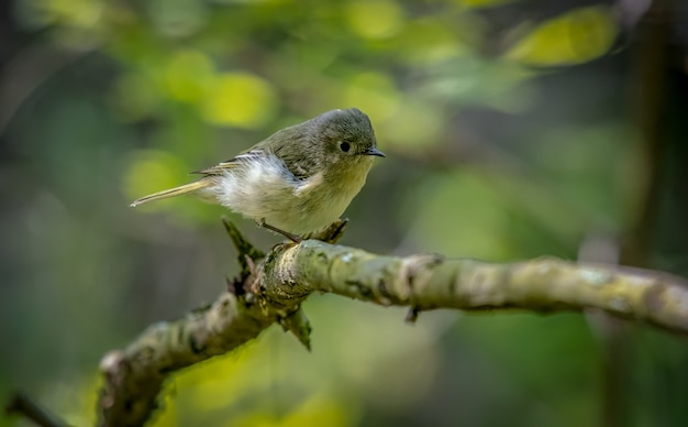 Kinglet z rubinową koroną (Regulus calendula)