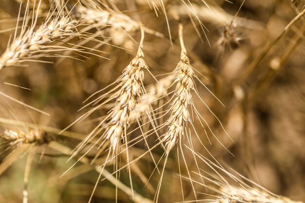 kłosy pszenicy z bliska na polu, pojęcie rolnictwa i przyrody