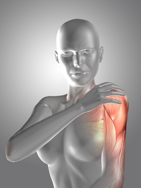 Bezpłatne zdjęcie kobieca postać medyczna 3d trzymająca ramię w bólu z pokazaną mapą mięśni
