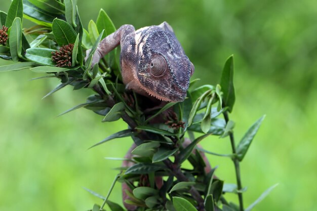 Kobieta kameleon pantera wspina się na gałęzi kameleon pantera na gałęzi Zbliżenie kameleon pantera